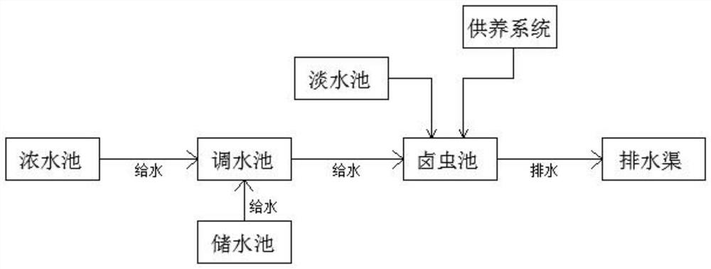 Process for culturing artemia by using seawater desalination strong brine