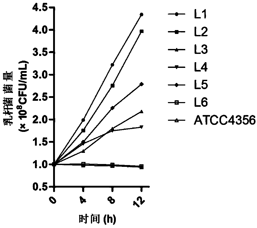 Lactobacillus salivarius and pharmaceutical application thereof