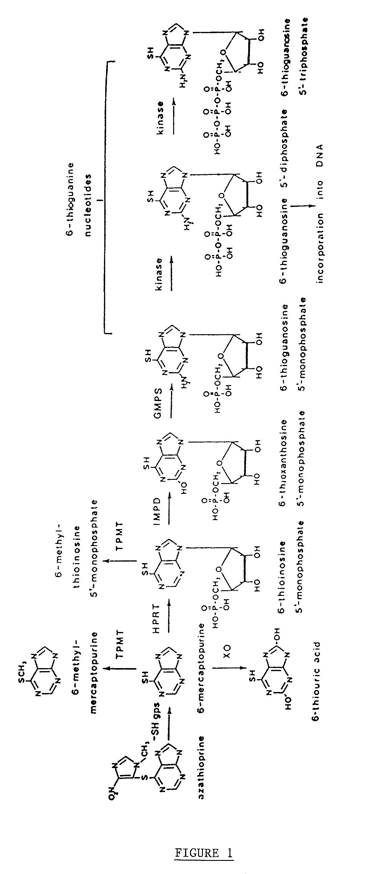 Methods of optimizing drug therapeutic efficacy for treatment of immune-mediated gastrointestinal disorders