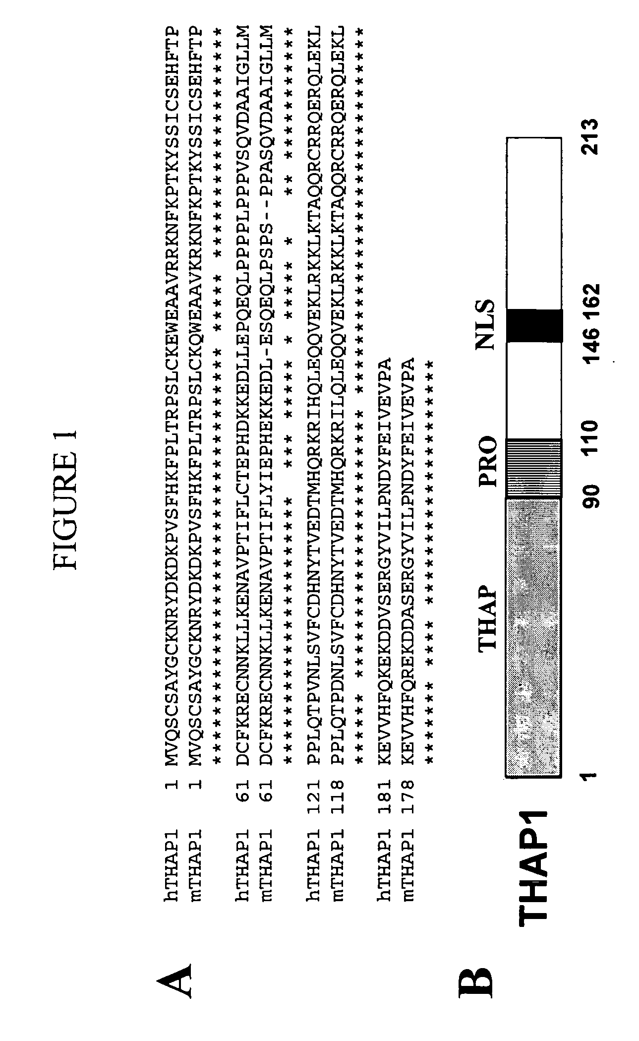 Activity of THAP-family chemokine-binding domains