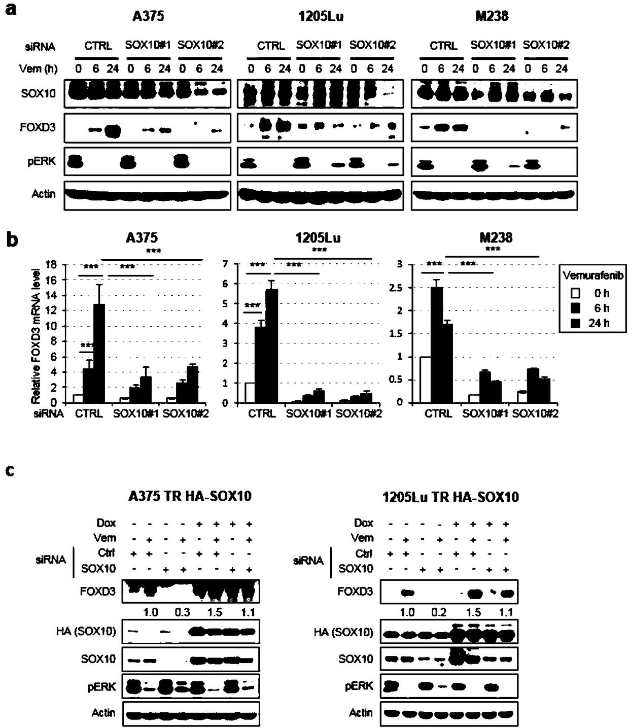 Application of gene SOX10 as target in preparation of medicines for delaying adaptive drug resistance of melanoma