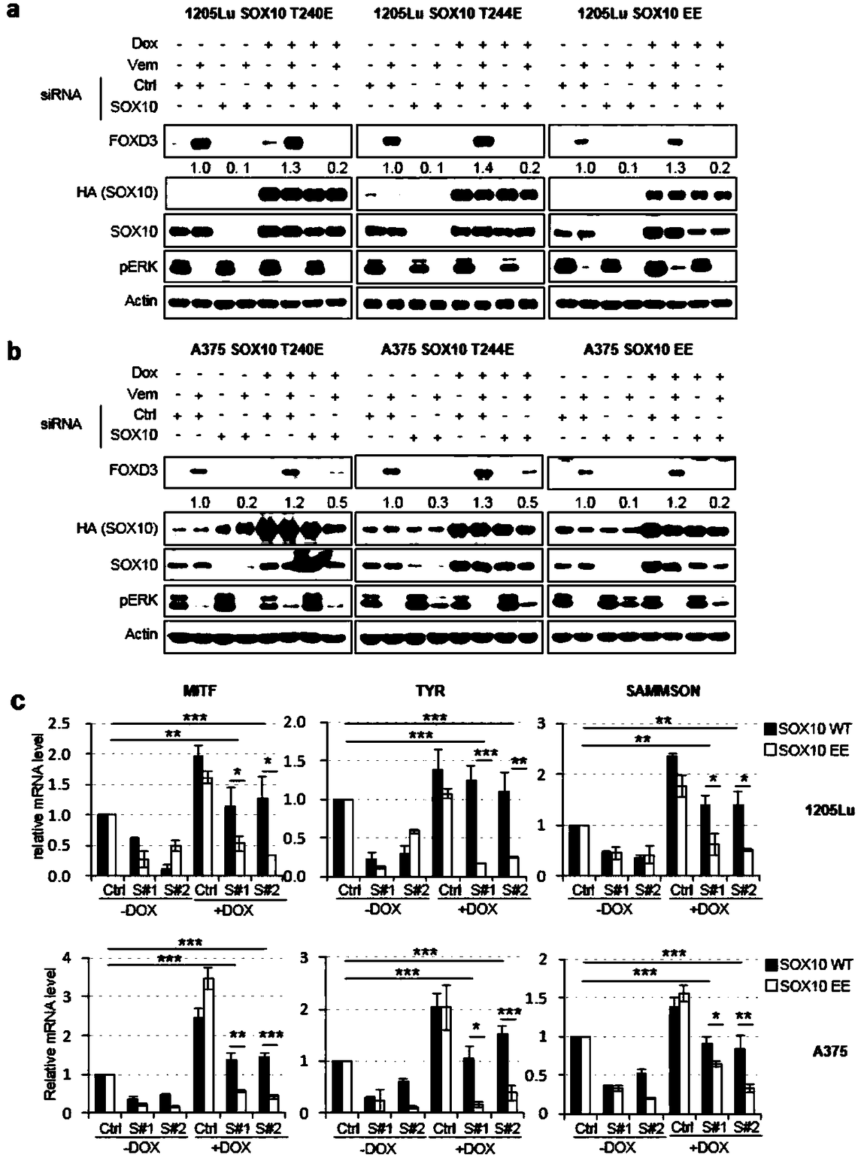 Application of gene SOX10 as target in preparation of medicines for delaying adaptive drug resistance of melanoma