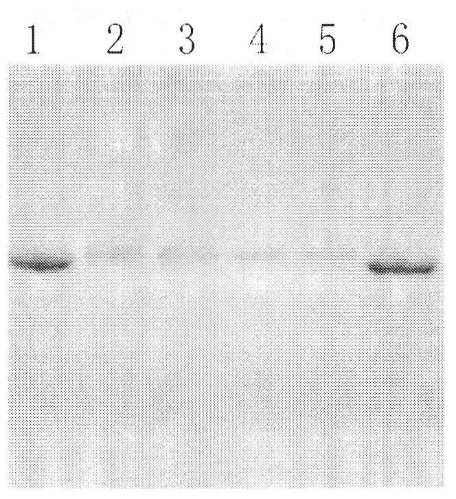 Synthesis method for atrazine artificial complete antigen