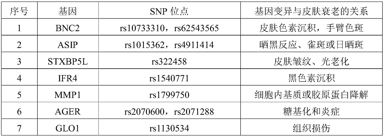 Complete-set primer applied to detecting of skin aging related susceptible genes SNP (single-nucleotide polymorphism) and application thereof