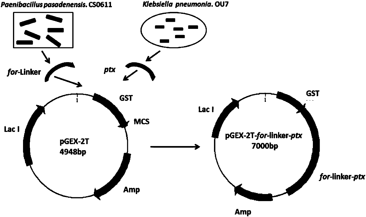 Recombinant escherichia coli expressing formamidase and phosphite dehydrogenase fusion protein, construction method and application thereof