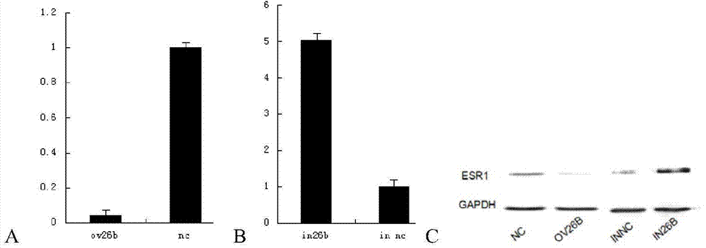 Application of MicroRNA26b-3p inhibitor in preparation of human umbilical cord derived mesenchymal stem cell