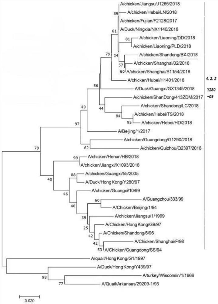 Isolation, Identification and Application of a H9N2 Subtype Avian Influenza Virus Strain of Avian Origin