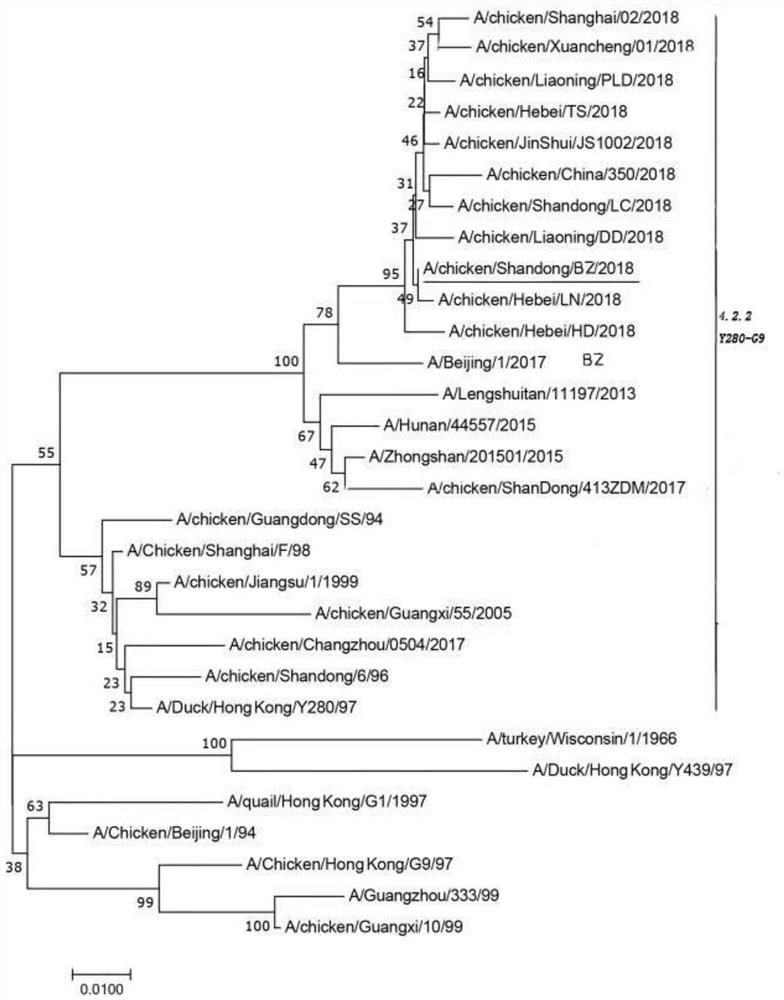 Isolation, Identification and Application of a H9N2 Subtype Avian Influenza Virus Strain of Avian Origin