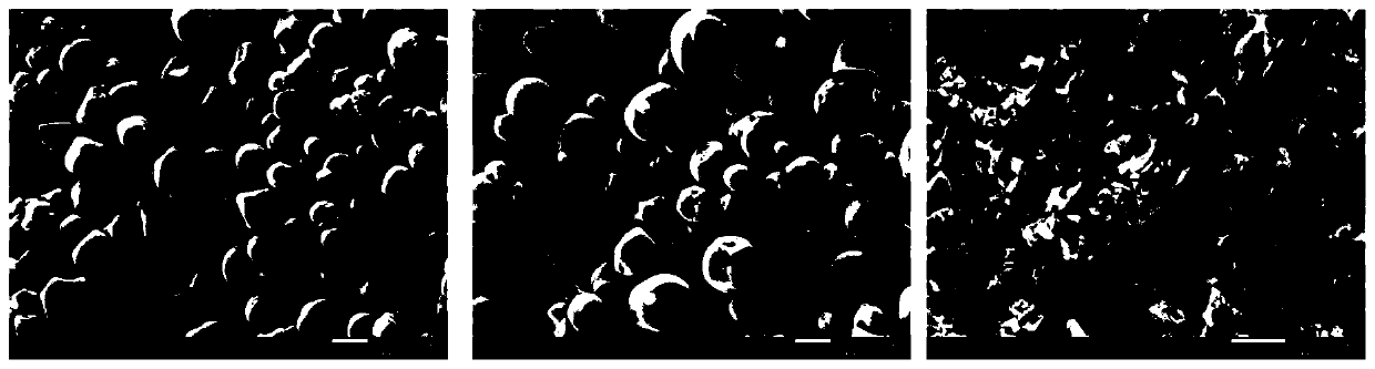 Flocculating agent for microalgae capture and preparation method and application of flocculating agent