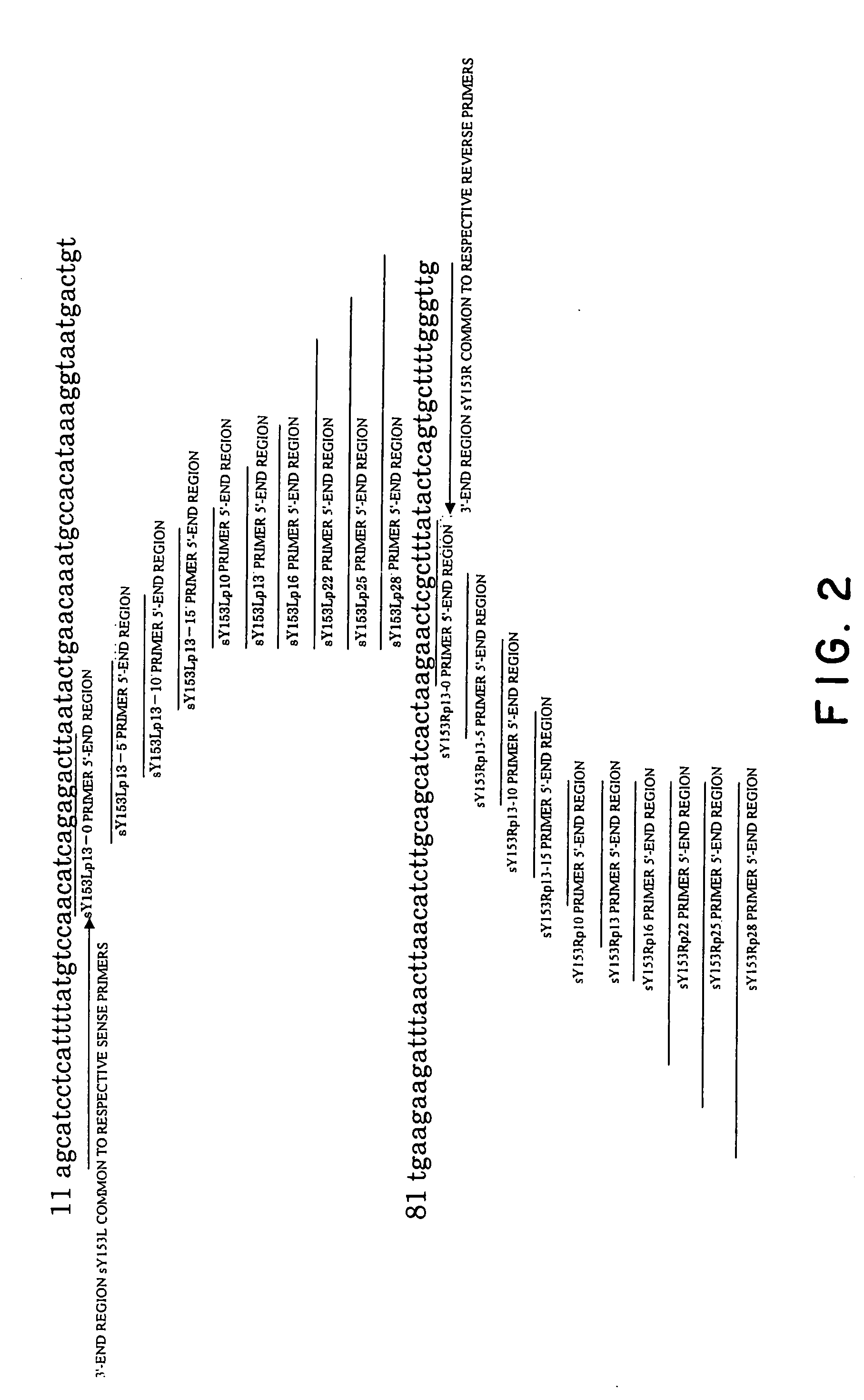 Process for amplifying nucleic acid