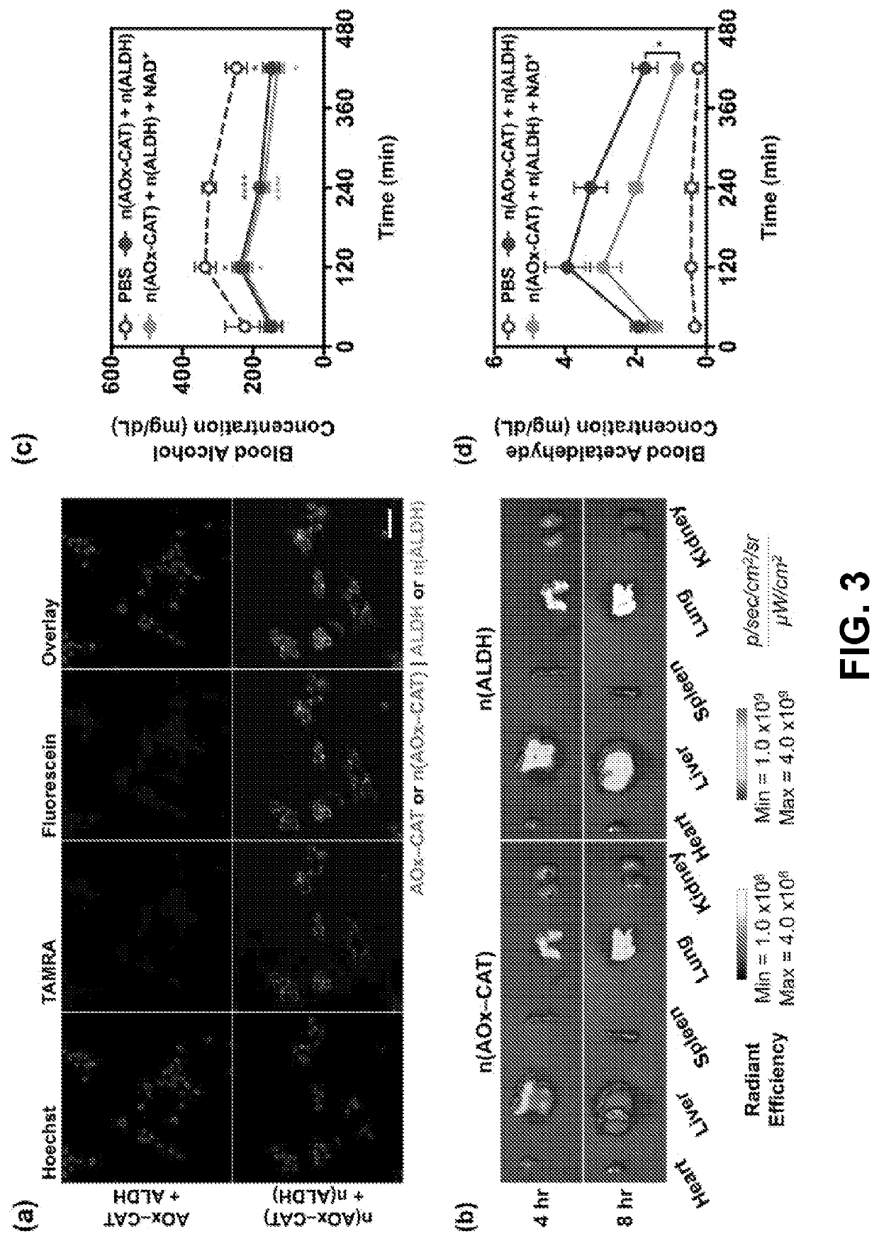 A hepatocyte-mimicking antidote for alcohol intoxication