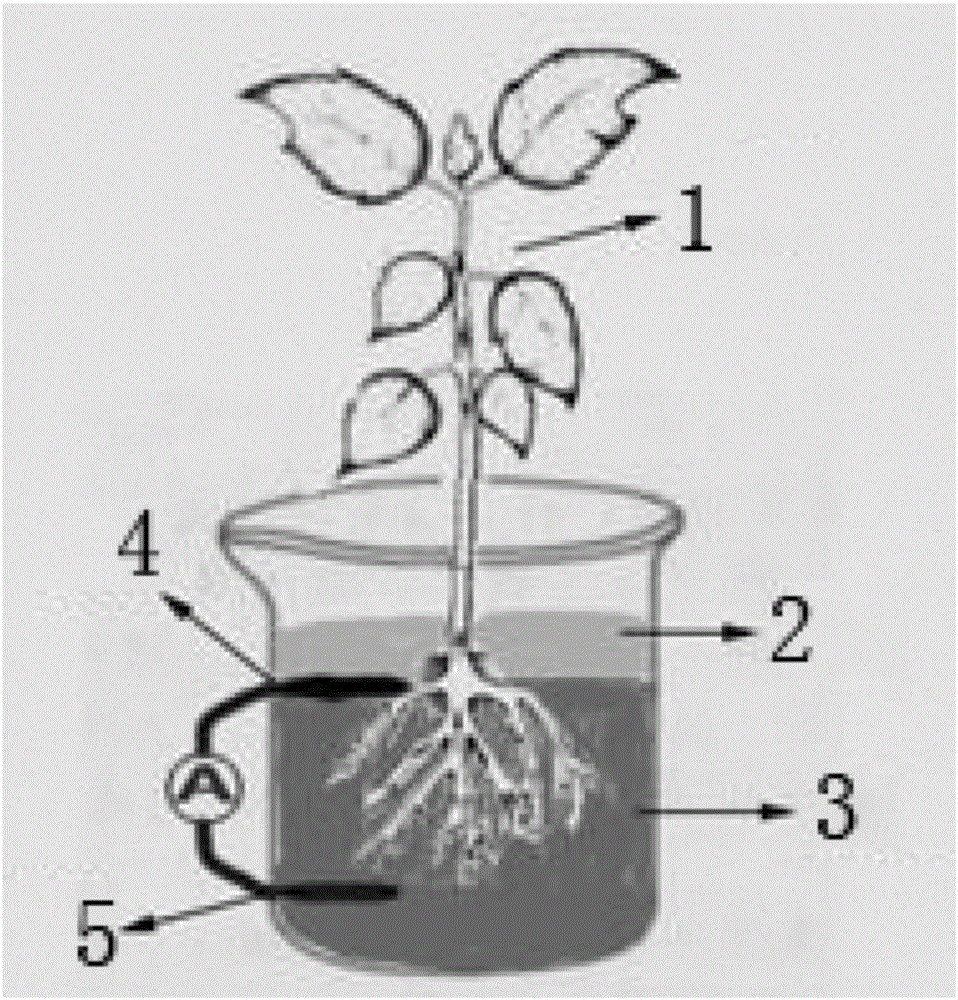 Method for preparing microbial fuel cell electrode material employing rape stalks