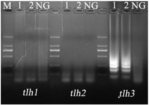 Primers, kit and method for detecting Vibrio parahemolyticus by PSR (polymerase spiral reaction) isothermal amplification reaction
