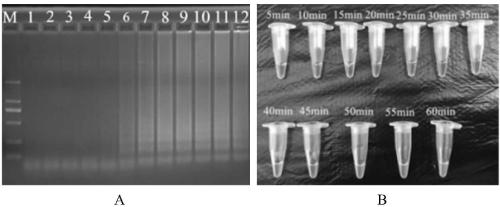 Primers, kit and method for detecting Vibrio parahemolyticus by PSR (polymerase spiral reaction) isothermal amplification reaction