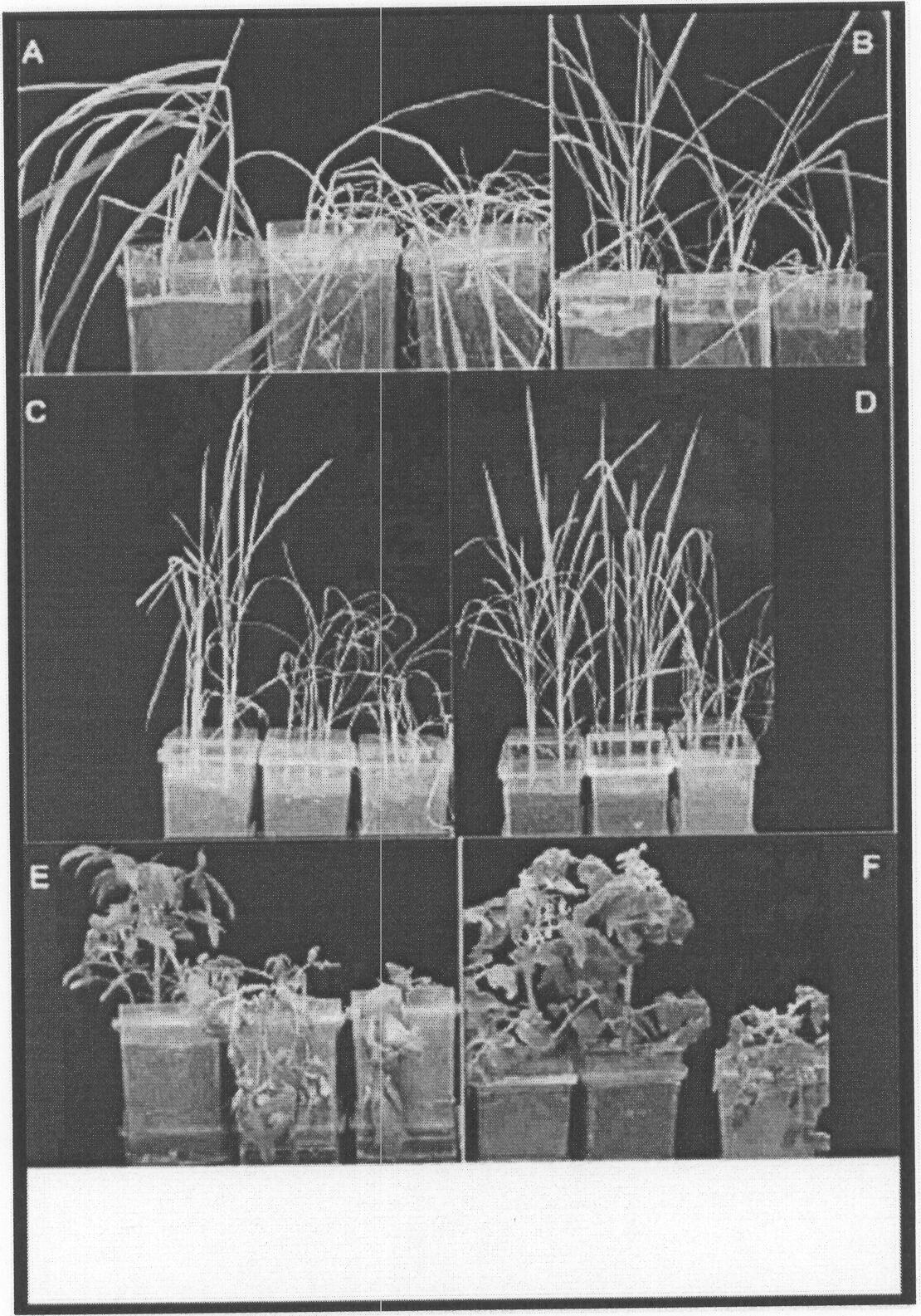 Fungal isolates and their use to confer salinity and drought tolerance in plants