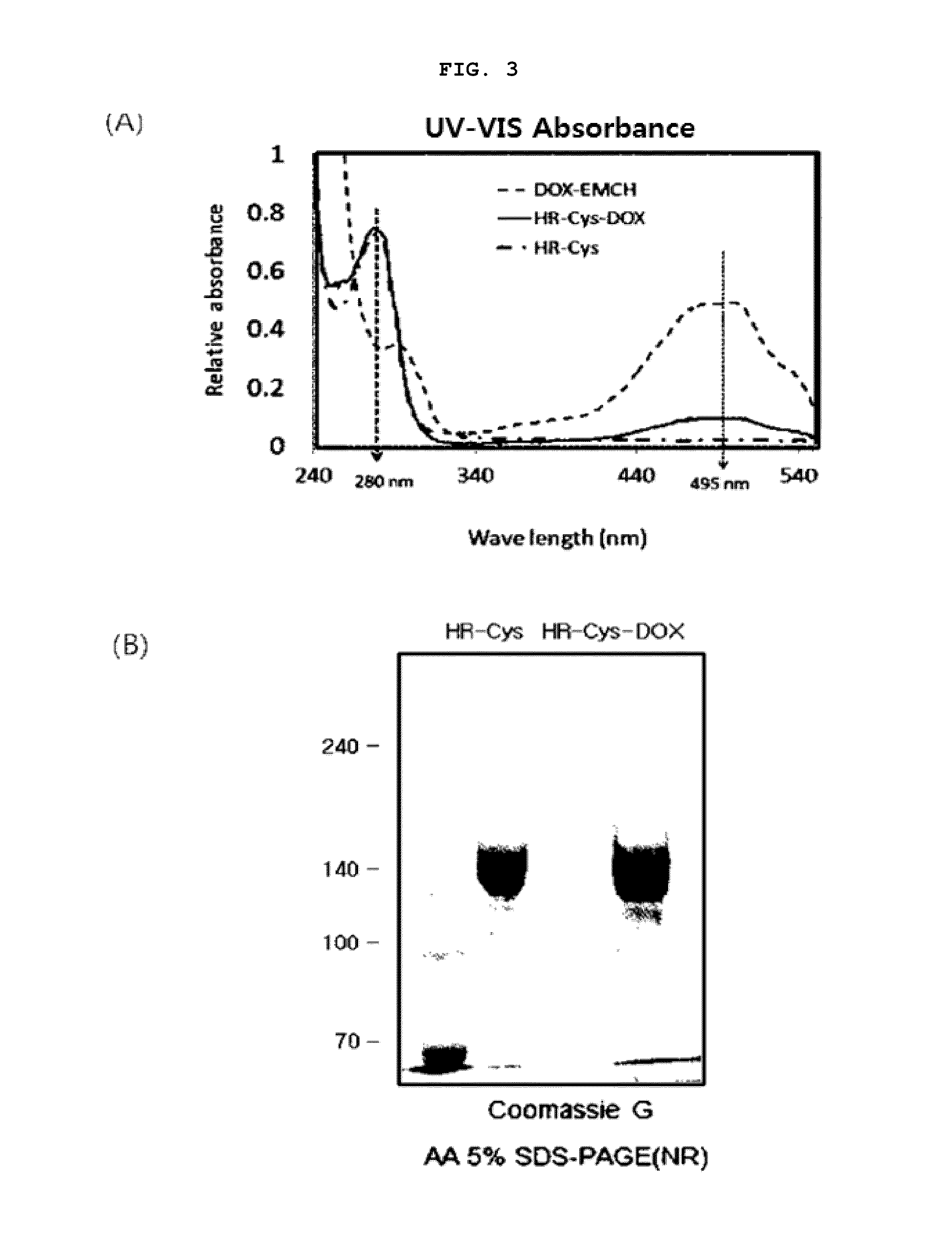 Modified antibody in which motif comprising cysteine residue is bound, modified antibody-drug conjugate comprising the modified antibody, and production method for same