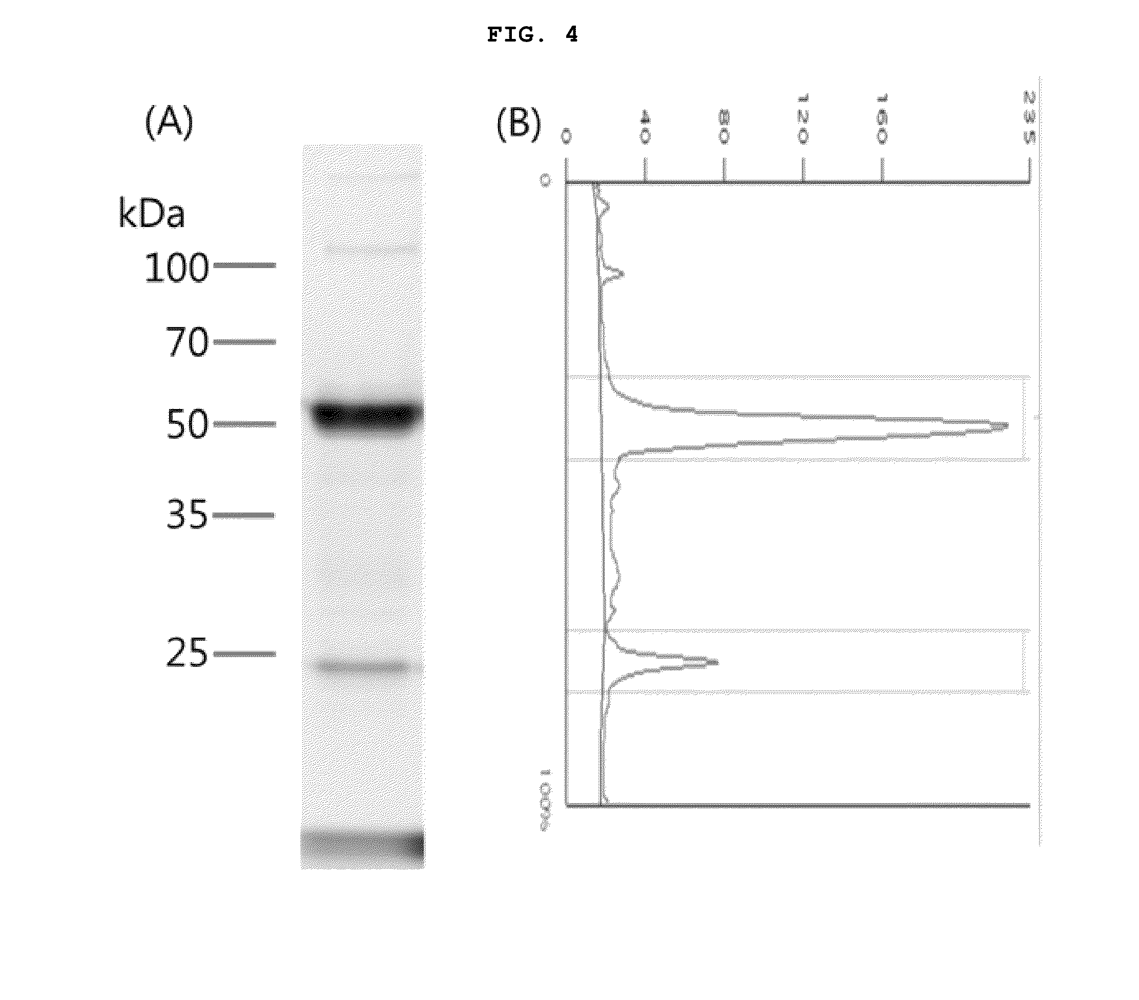 Modified antibody in which motif comprising cysteine residue is bound, modified antibody-drug conjugate comprising the modified antibody, and production method for same