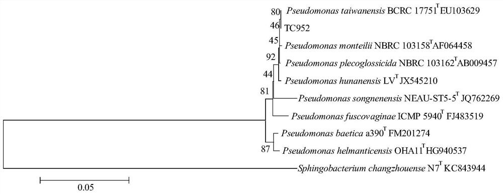 A strain of Pseudomonas taiwanensis capable of degrading tetracycline and its application