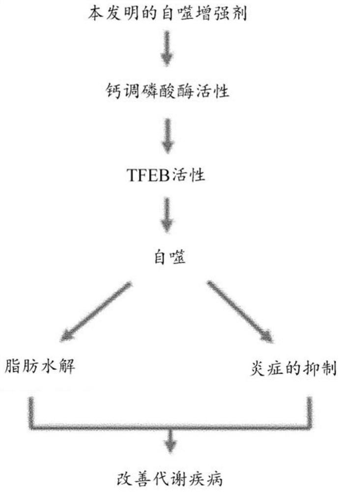 Autophagy improvement material and its application