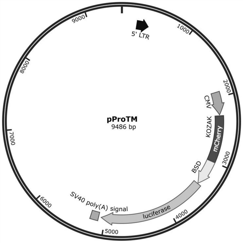 PProTM plasmid as well as construction method and application thereof