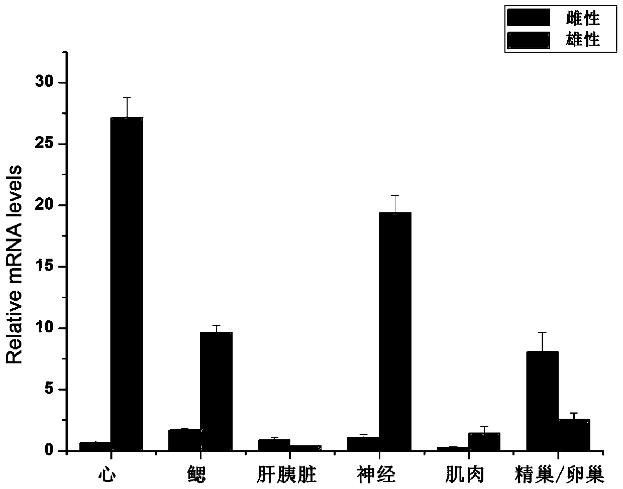 A kind of shrimp masculinization gene and its application