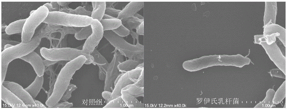 Lactobacillus reuteri antagonizing Campylobacter jejuni and inhibiting flaA gene expression of Campylobacter jejuni