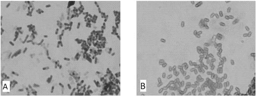 Bacillus amyloliquefaciens for biocontrol and application thereof