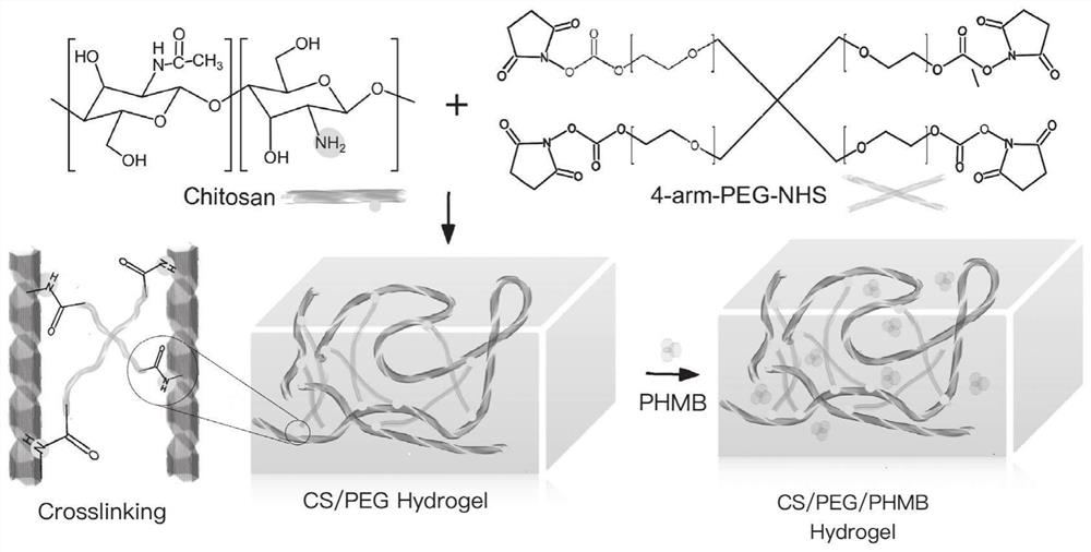 A kind of chitosan/polyethylene glycol hydrogel and its preparation method and application