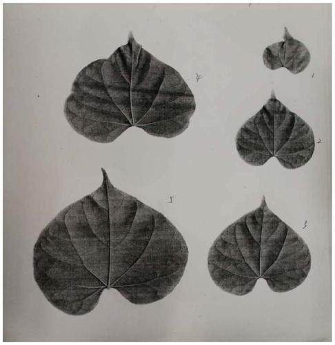 Leaf area correction coefficient acquisition method for Tinospora crispa