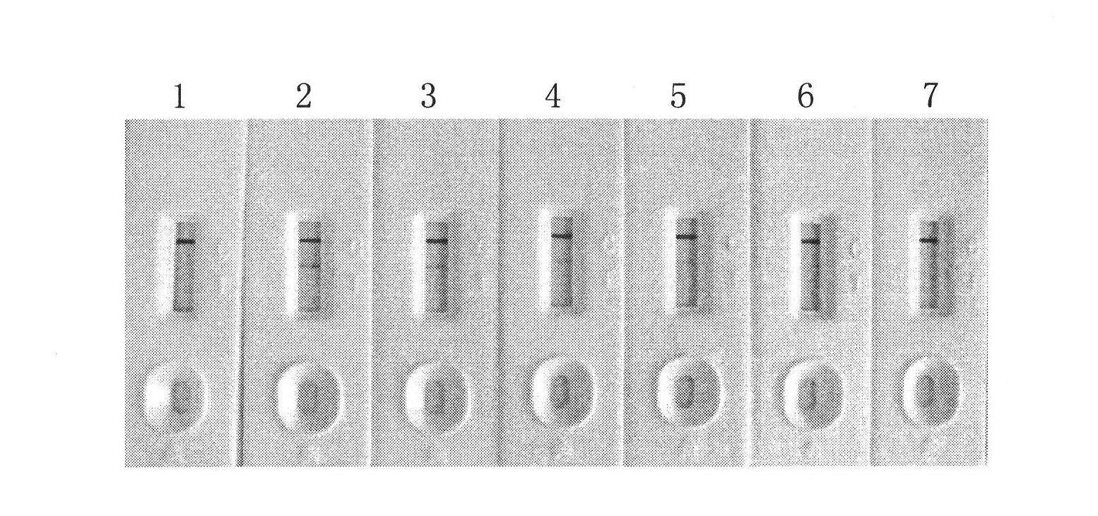 Detection test paper for Francisella tularensis antibody, preparation method thereof, detection method utilizing detection test paper and quantitative detection system