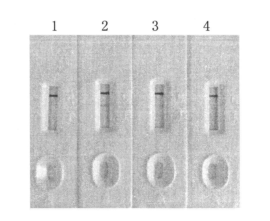 Detection test paper for Francisella tularensis antibody, preparation method thereof, detection method utilizing detection test paper and quantitative detection system