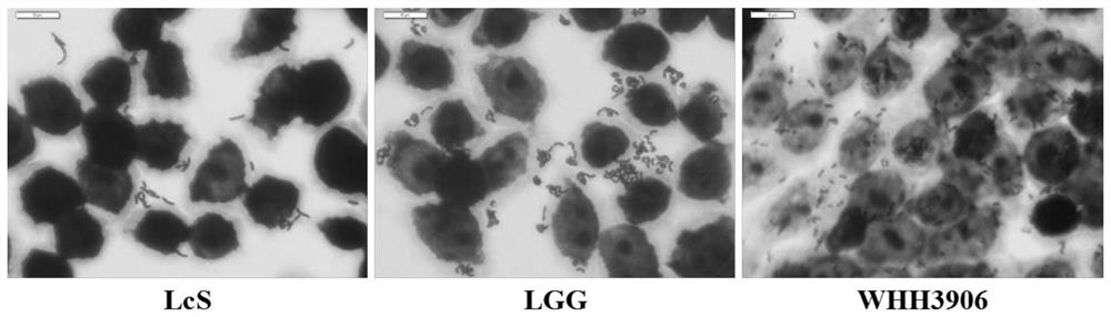Lactobacillus fermentum with weight reducing function and application of lactobacillus fermentum