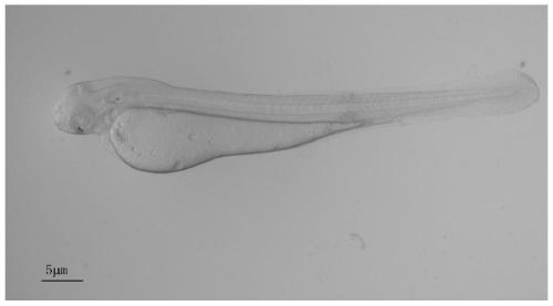 Method for Inducing Grass Carp Gynogenesis with Koi Sperm and Application of Gynogenetic Grass Carp