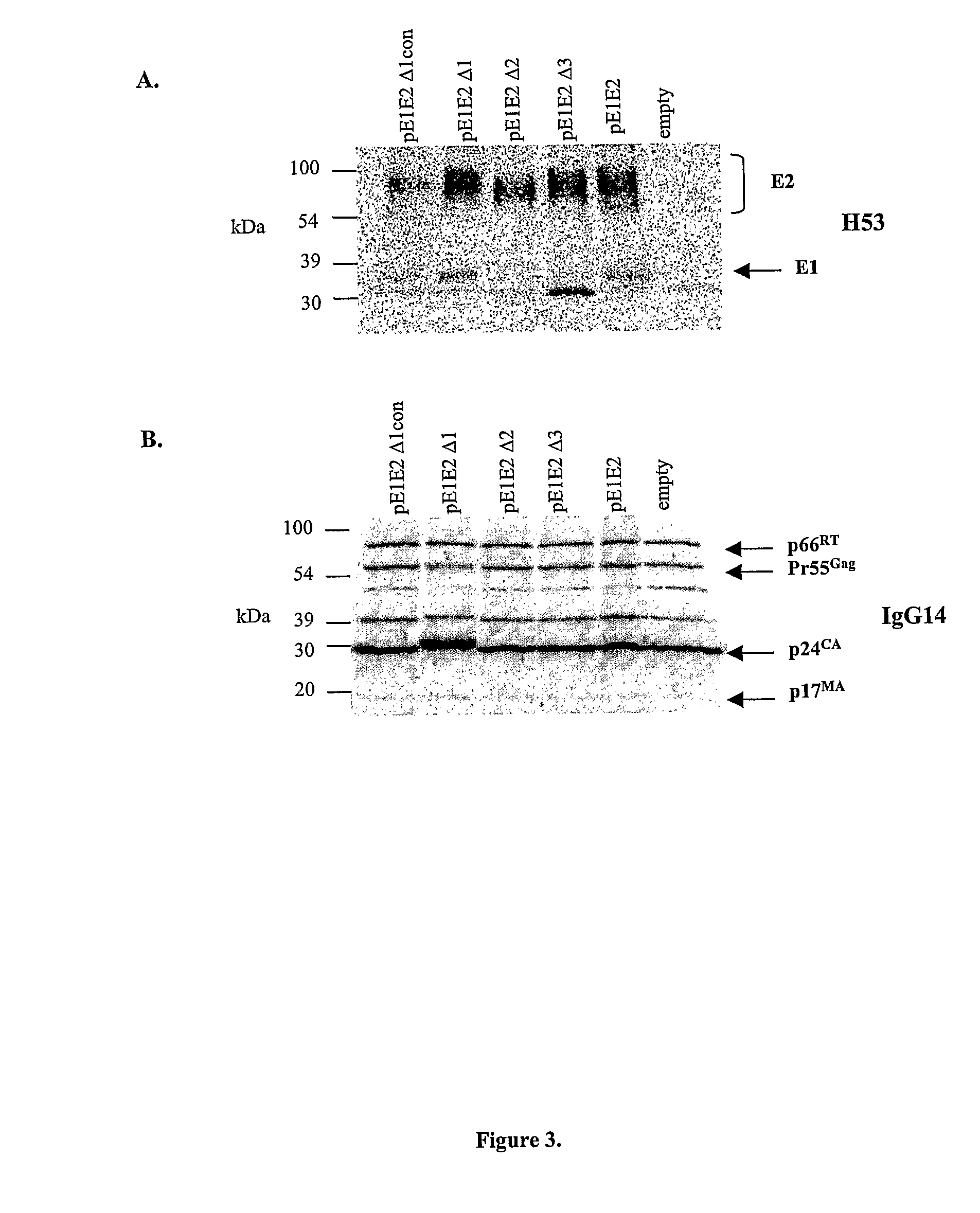 Recombinant hcv e2 glycoprotein