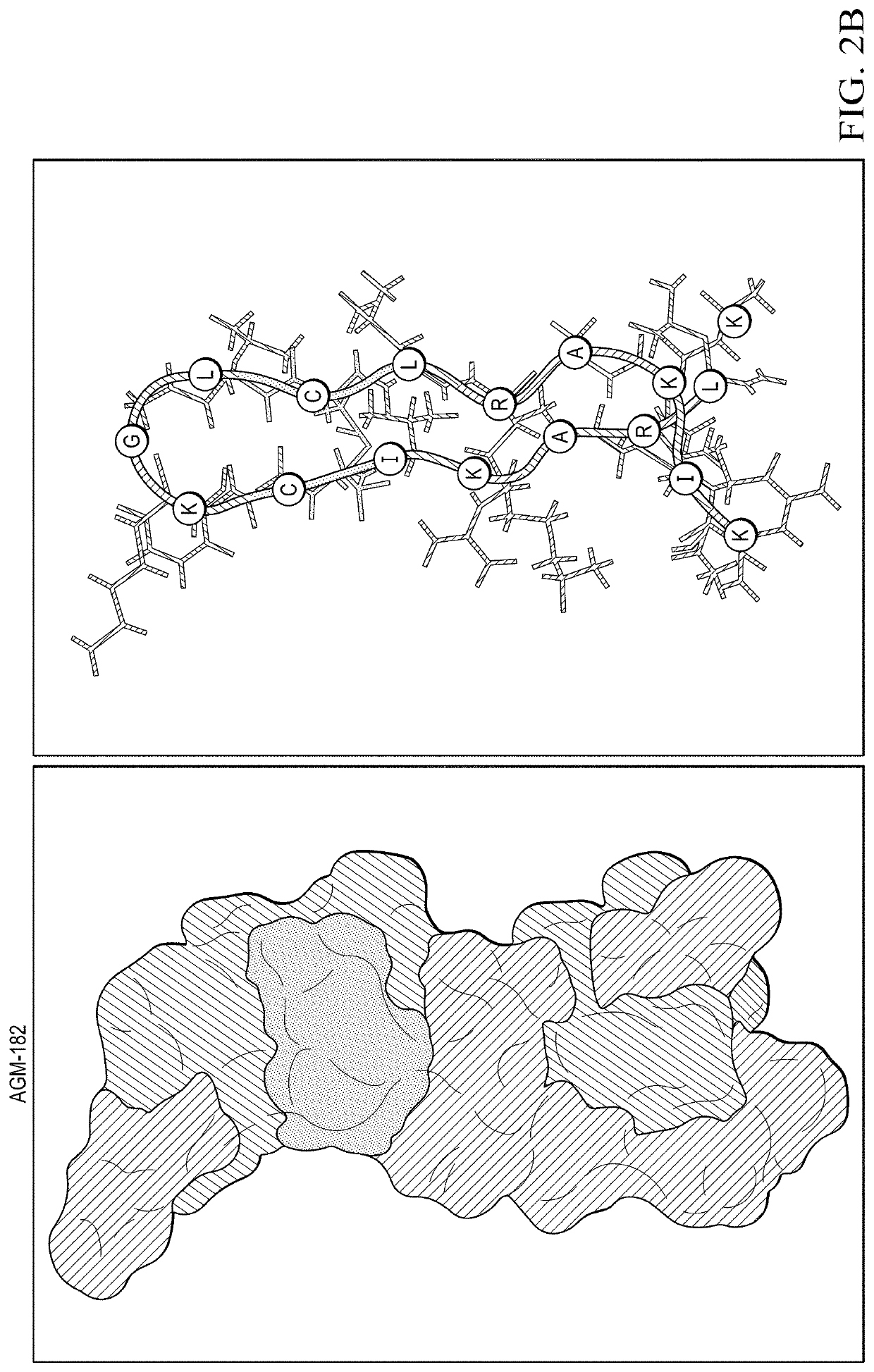 Transgenic corn with antifungal peptide AGM182 USDA (DN:0113.18)