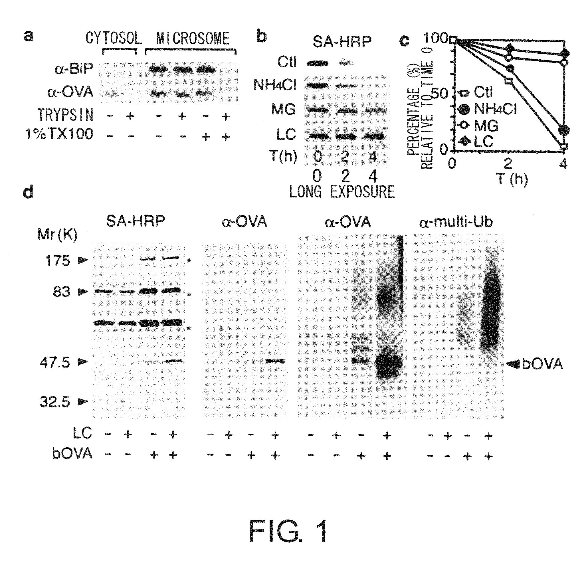 Methods For Producing Dendritic Cells That Have Acquired Ctl-Inducing Ability