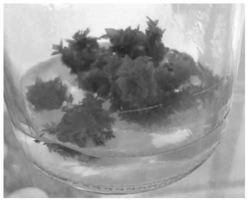 A kind of method and medium for improving the effect of tissue culture subculture of Liquidambar