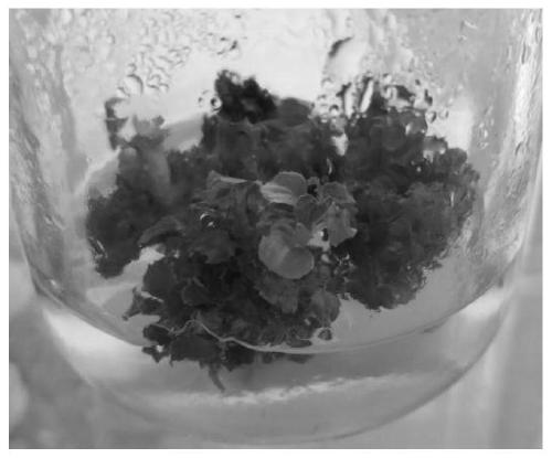 A kind of method and medium for improving the effect of tissue culture subculture of Liquidambar