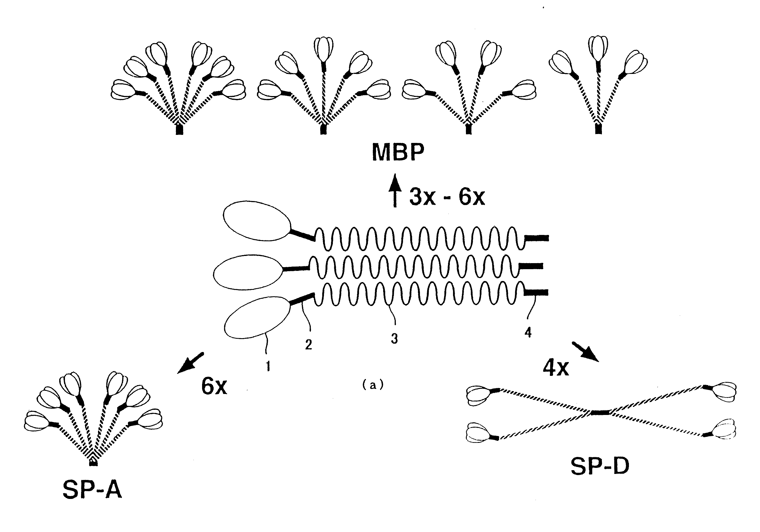 Novel scavenger receptor