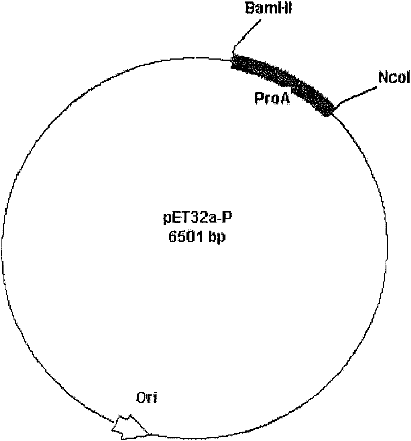 Preparation method of recombinant protein A