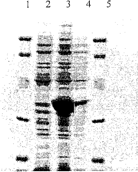 Preparation method of recombinant protein A