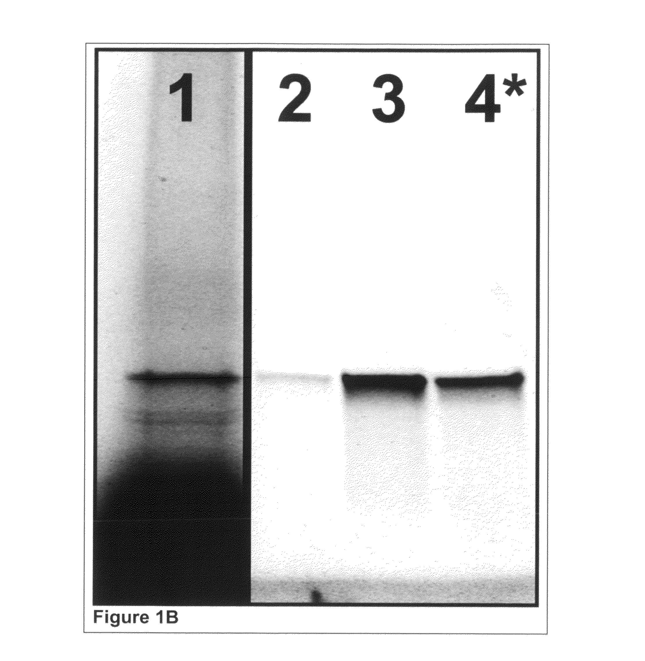 Amplifying bisulfite-treated template