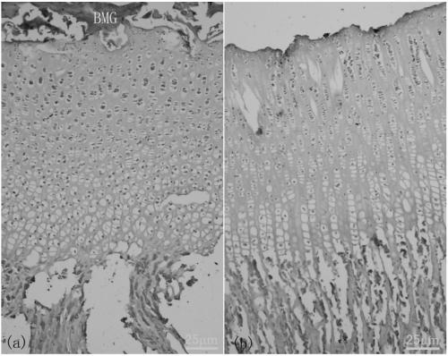 A method for constructing epiphyseal plate cartilage in vitro