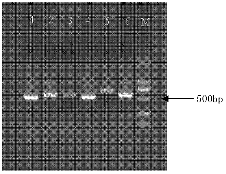 Characteristic Nucleotide Sequence, Nucleic Acid Molecular Probe and Method for Identifying Cantonese Cordyceps