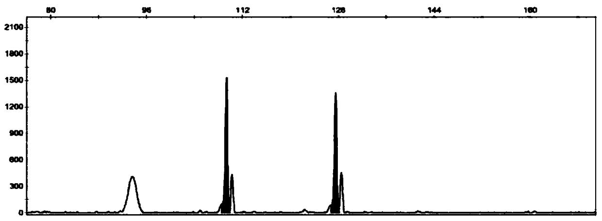 Quadruple fluorescent SSR molecular marker detection method for tea tree
