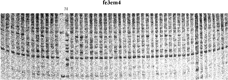 Molecular marker for single fruit weight main-effect quantitative trait loci (QTL) of Dangshansu pear fruit and application thereof