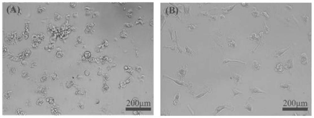 Separation and culture method for primary hepatocytes of sheep