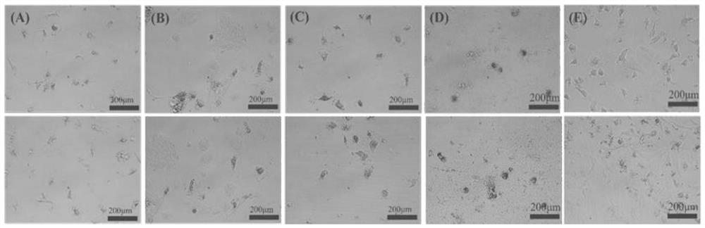 Separation and culture method for primary hepatocytes of sheep