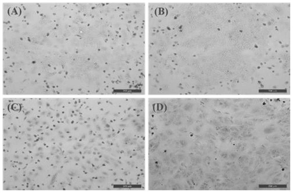 Separation and culture method for primary hepatocytes of sheep