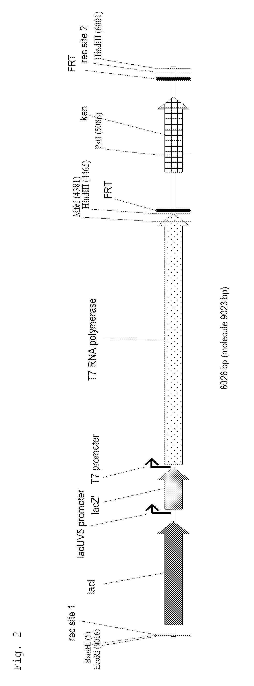 T7 expression system, method for its production and use thereof for producing recombinant proteins